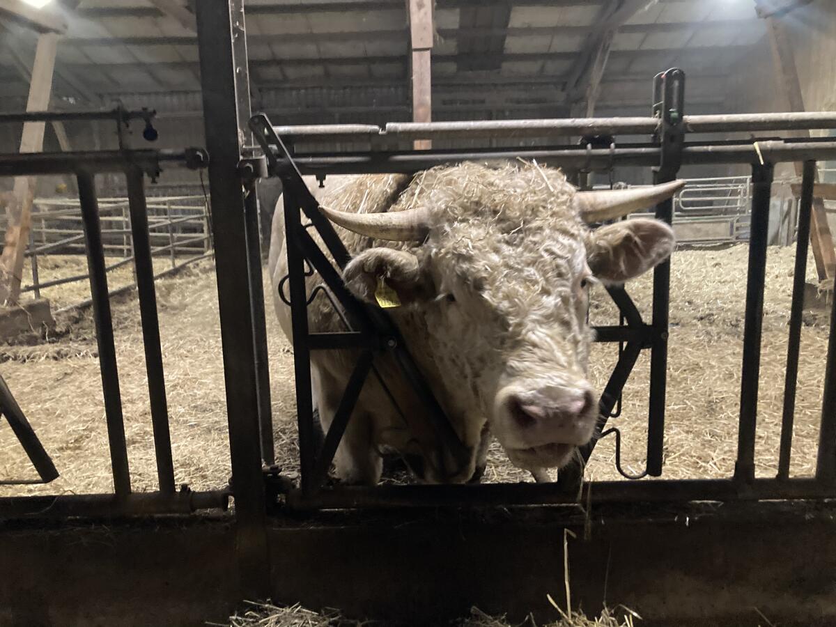 Bio-Charolaisstier 3