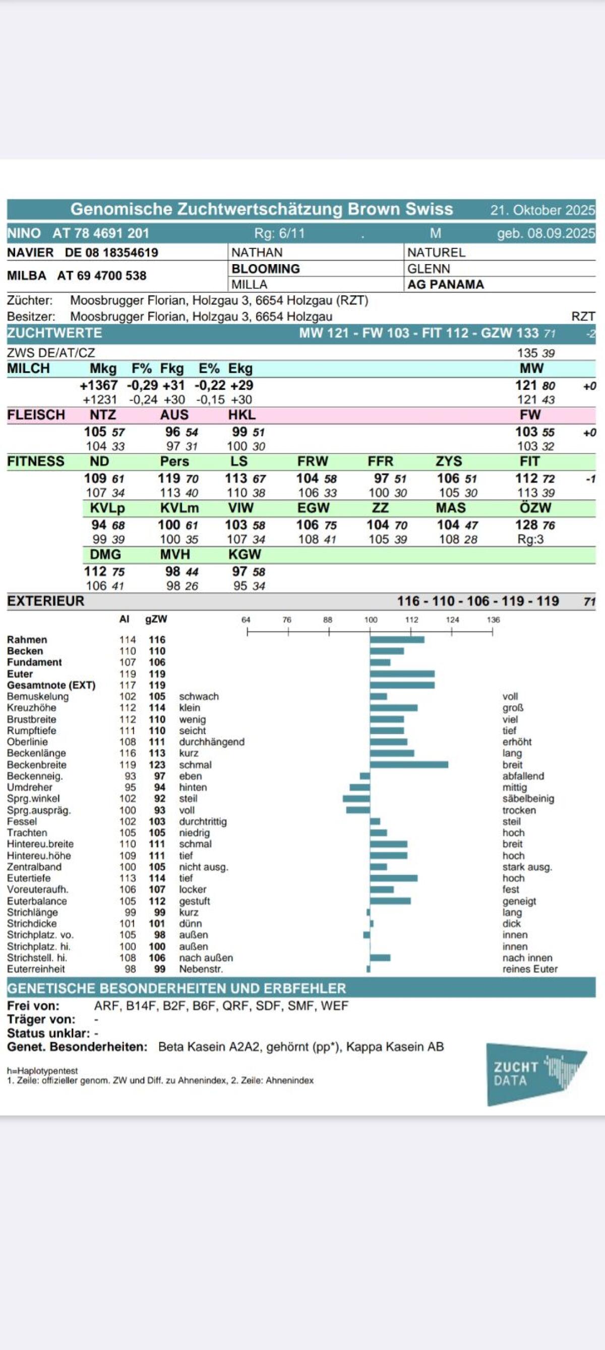 BS Stierkälber-Zucht 1
