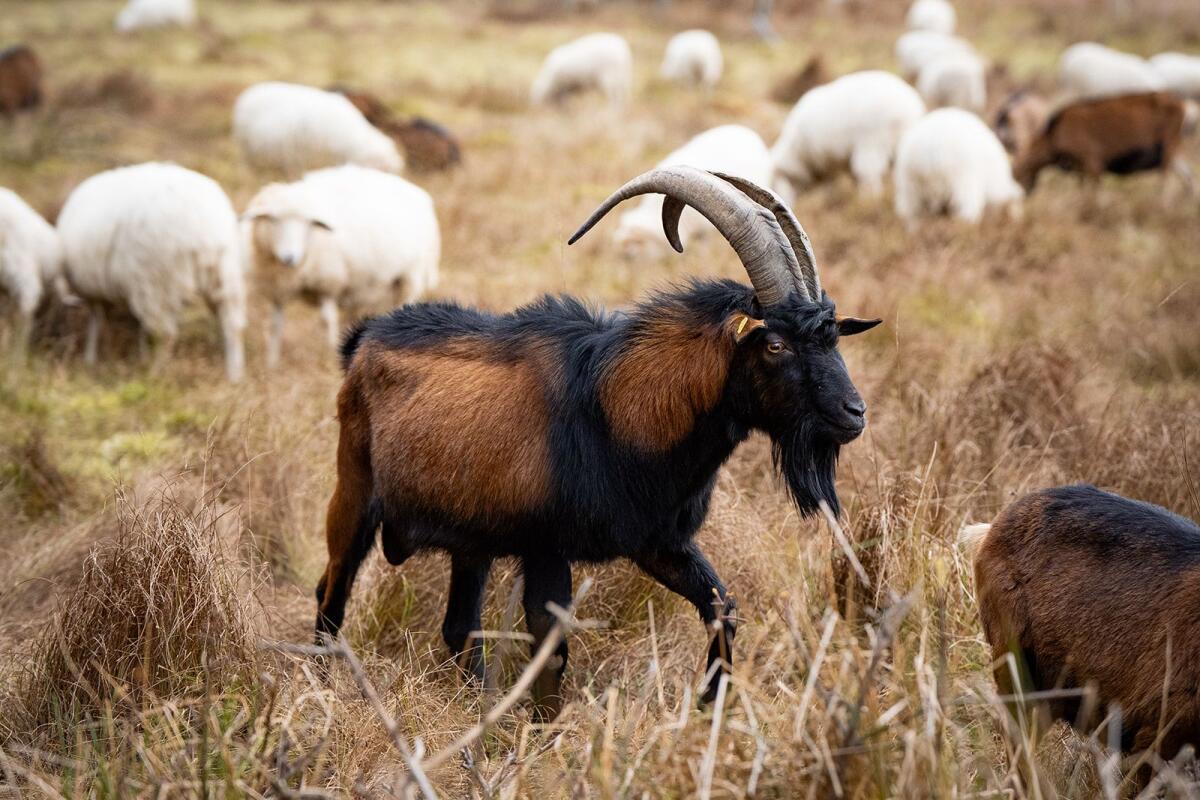 Pinzgauer Ziegenbock 2