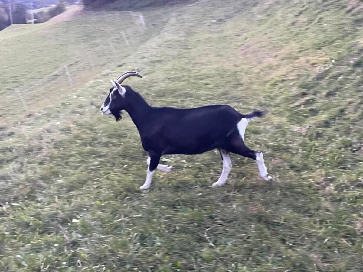 Bündner Strahlenziege 2