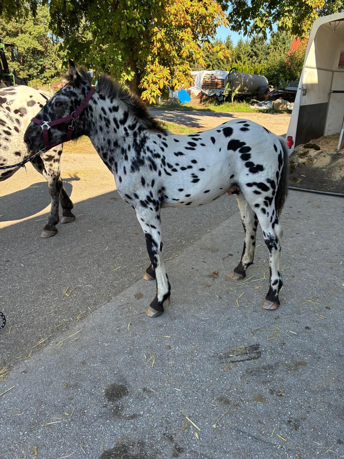 Noriker-Hengstfohlen zu verkaufen 2