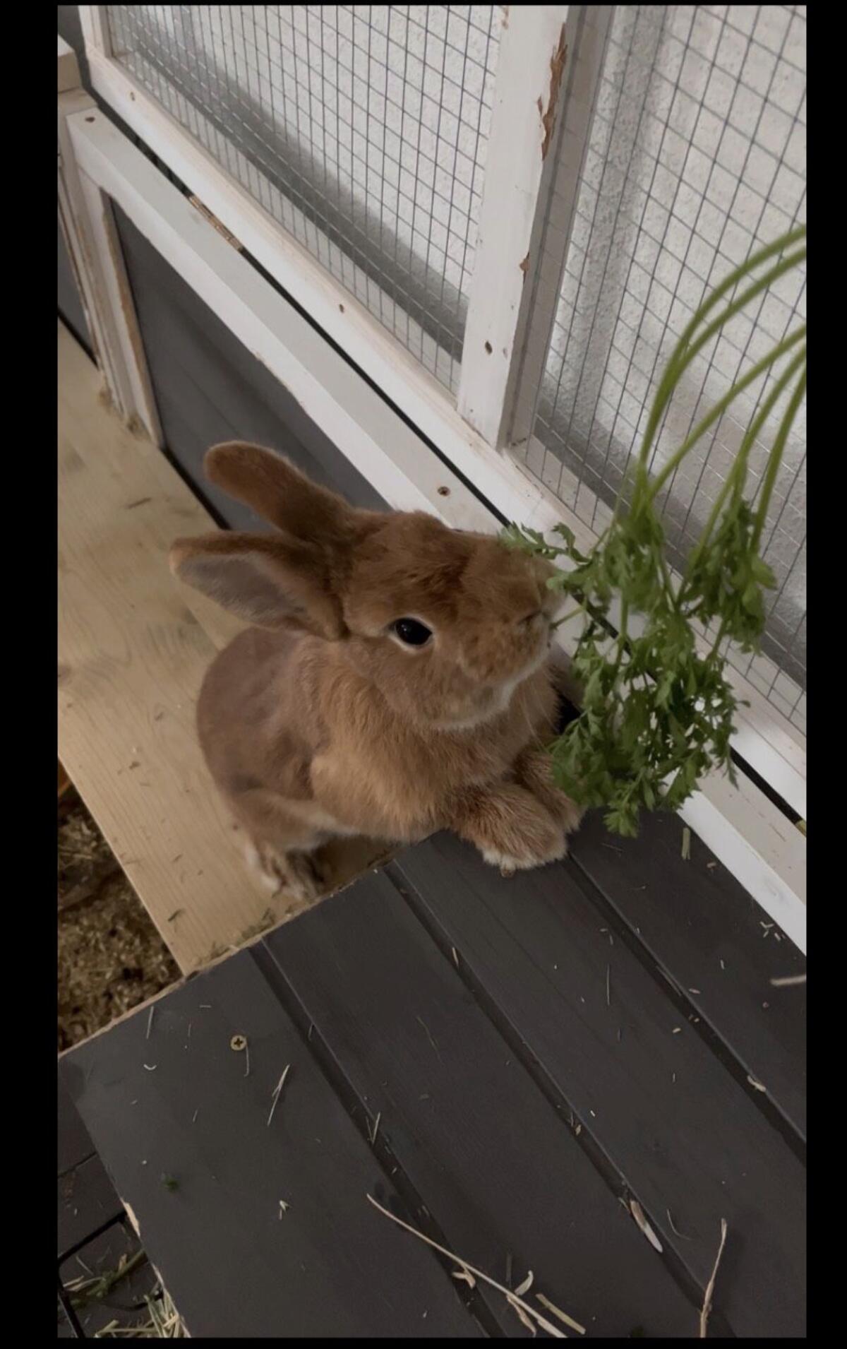 Zwergkaninchen männlich kastriert 1