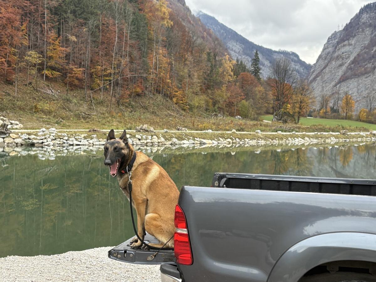 Kaufe Pickups und generell Autos, einfach anbieten 1
