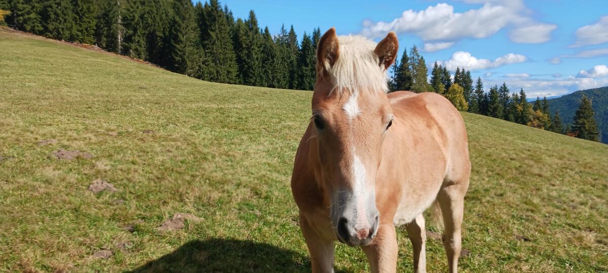 Haflinger Stutfohlen 3