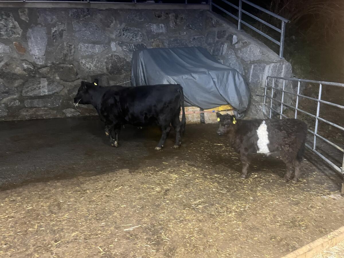 Galloway Kuh mit Kalb 1