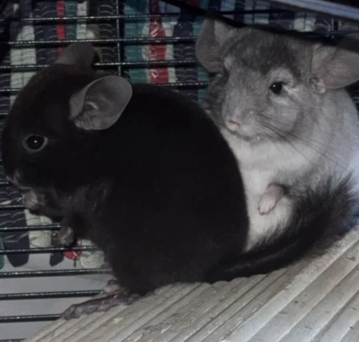 Chinchilla 2
