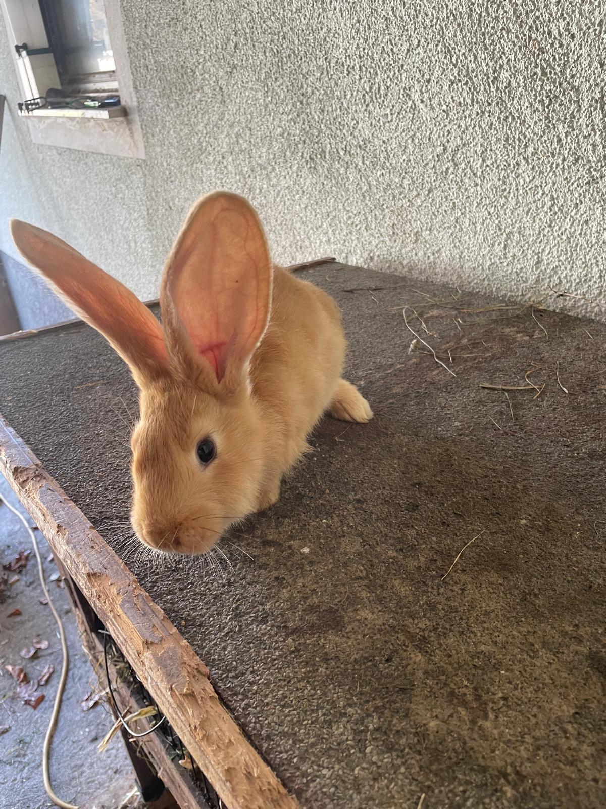 Gelbe Deutsche Riesen Junge 3