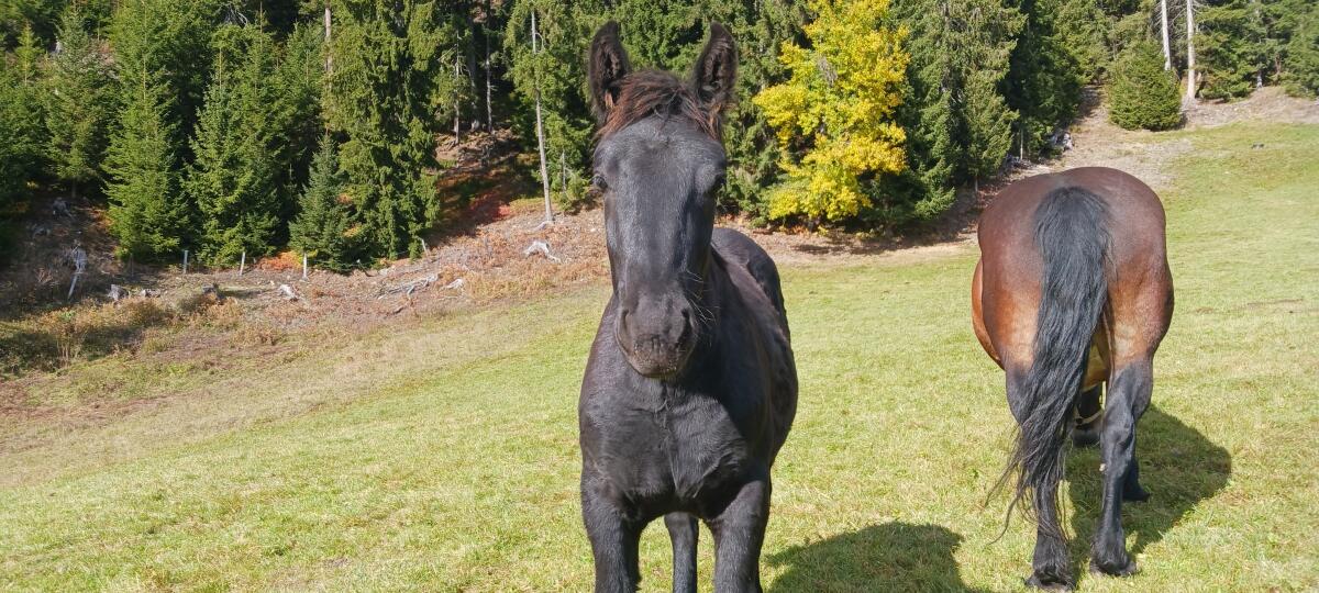 Norika Hengstfohlen 1