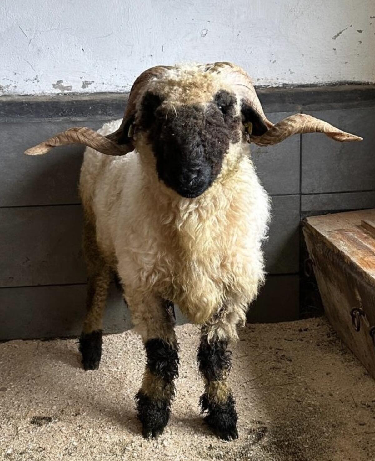 Walliser Schwarznasen-Widder 1