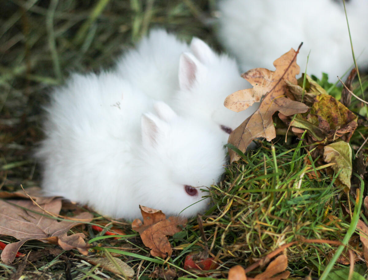 Teddyzwergkaninchen reinrassig männlich 3