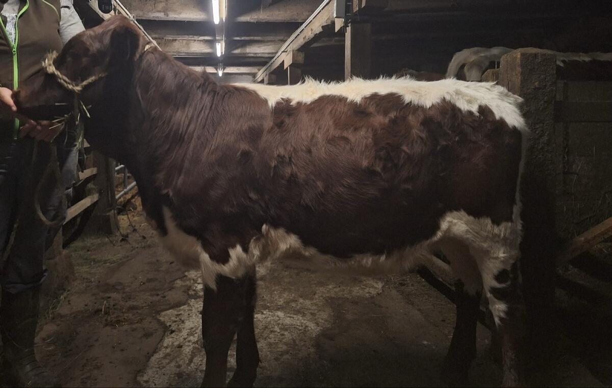 Original BIO Pinzgauer Zuchtkalbin 1