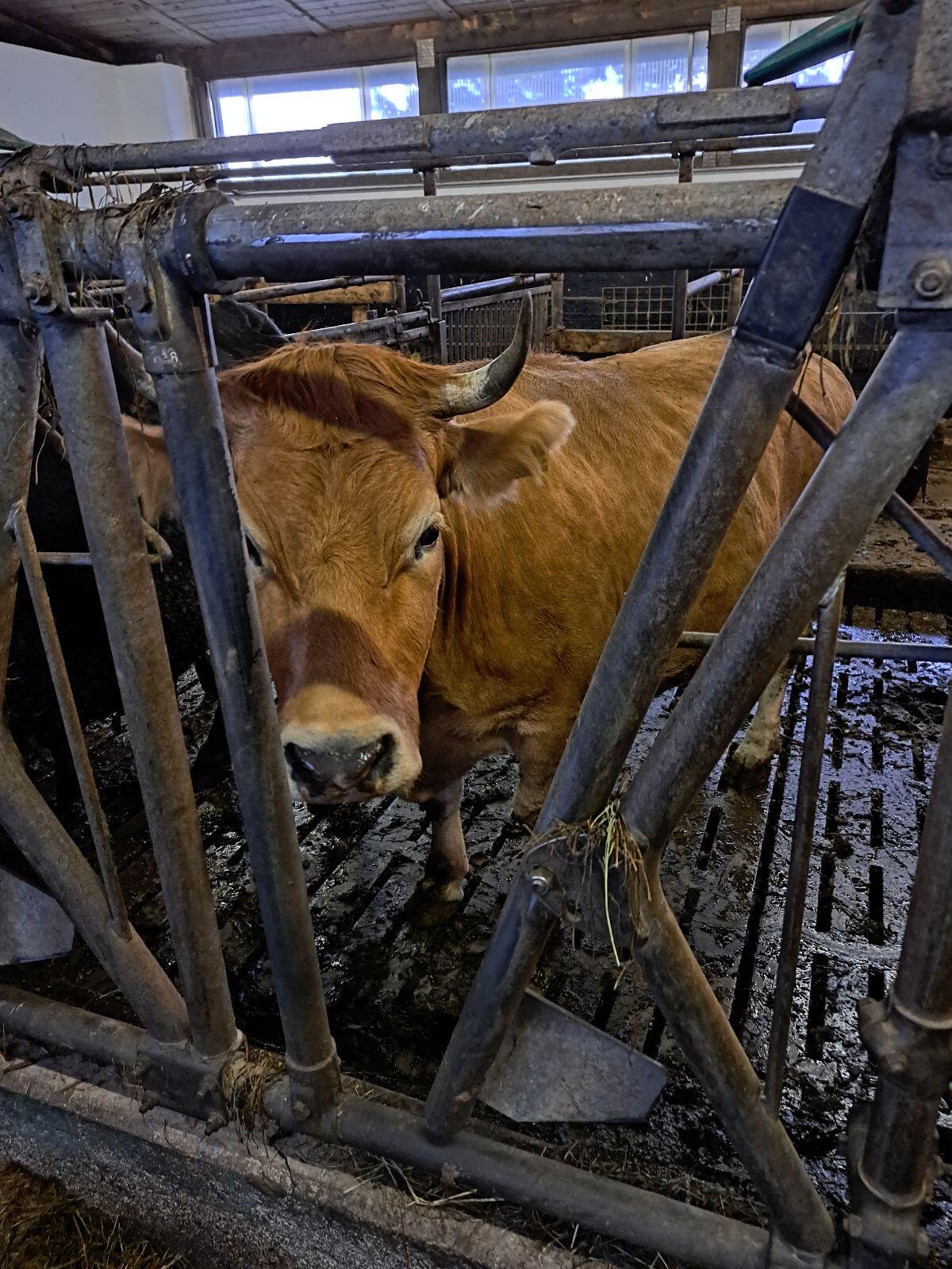 Reinrassige Murbodner Mutterkühe 2