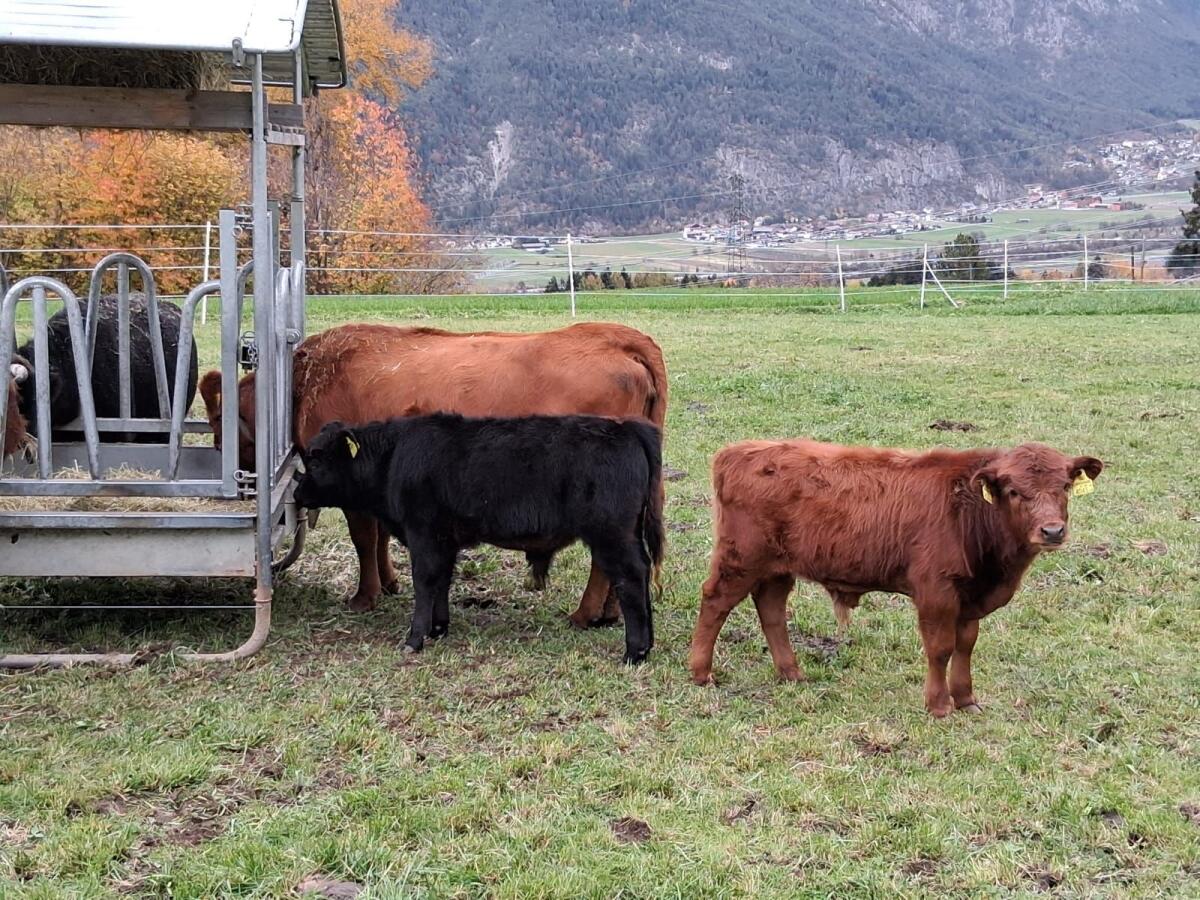 Dexterrinder mit Herdbuch 3