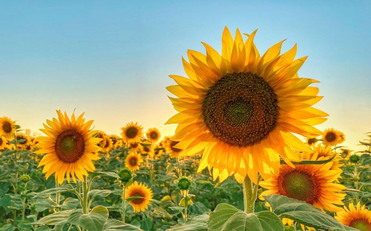 Sonnenblumenkerne (gestreift) 1