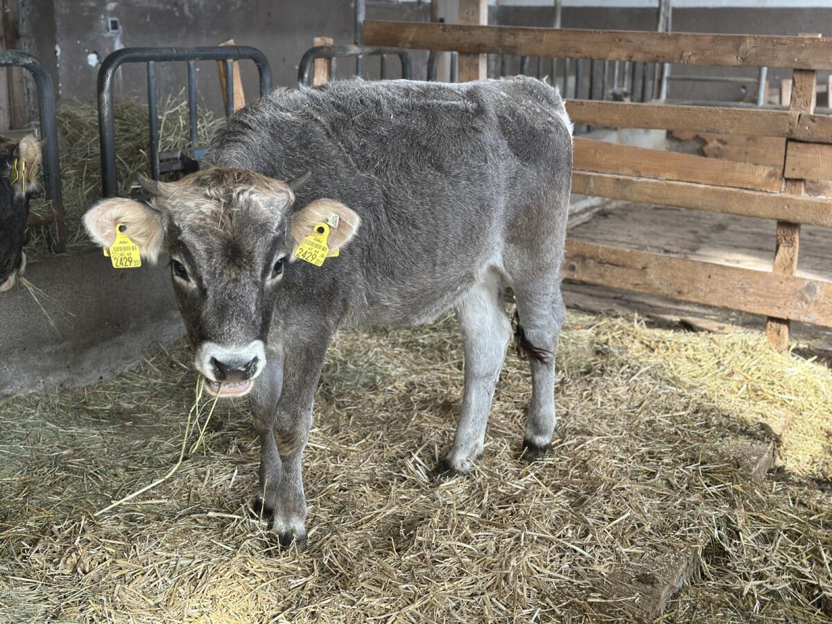 Tiroler Grauvieh Jahrling weiblich 3
