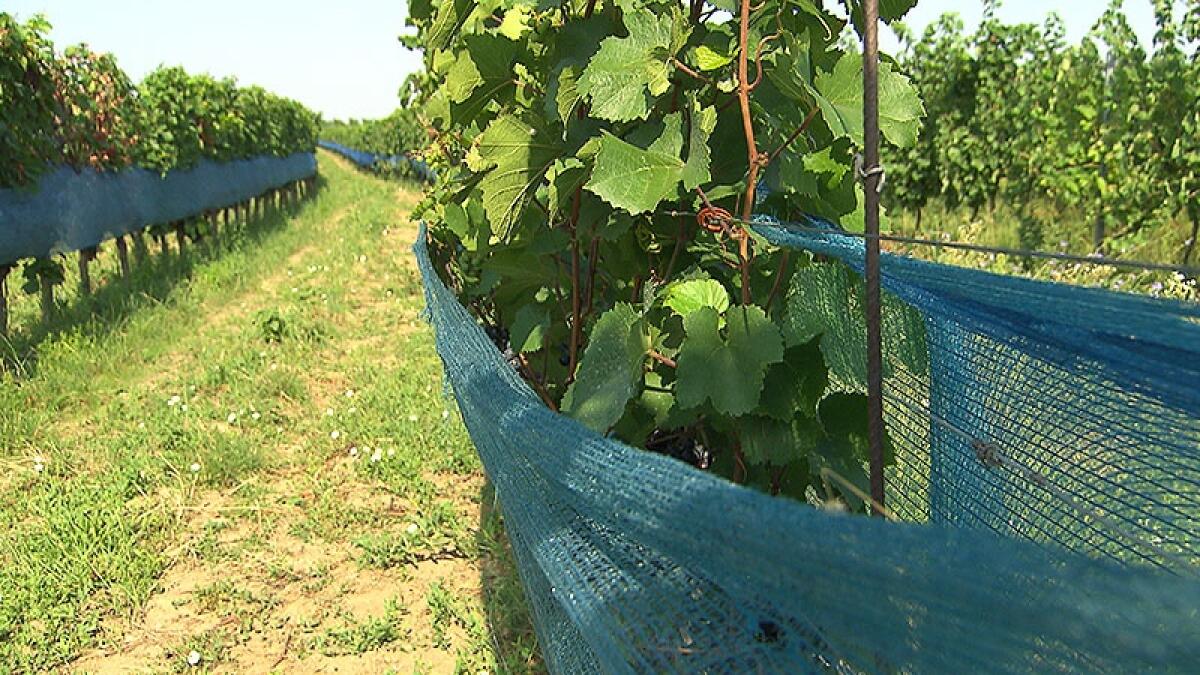 Weinbau Traubenschutznetz 1
