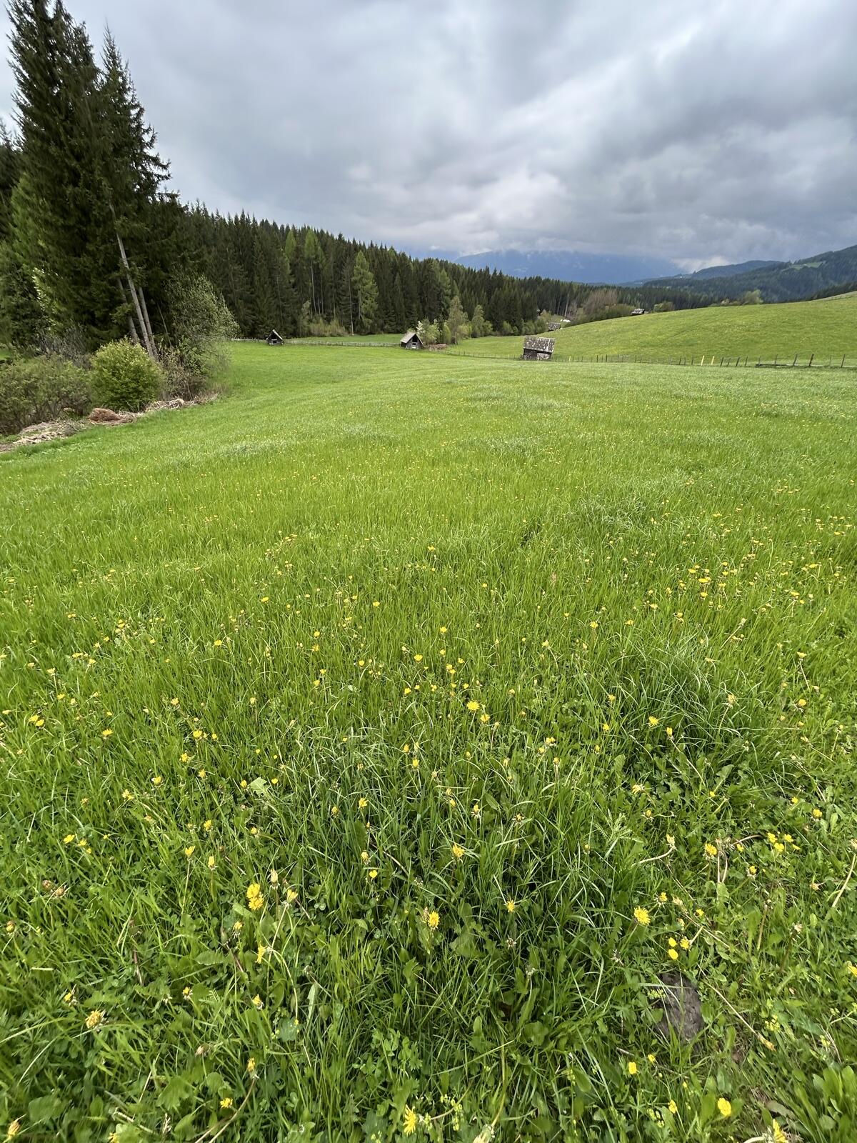 Suche Weidefläche für 2026 1