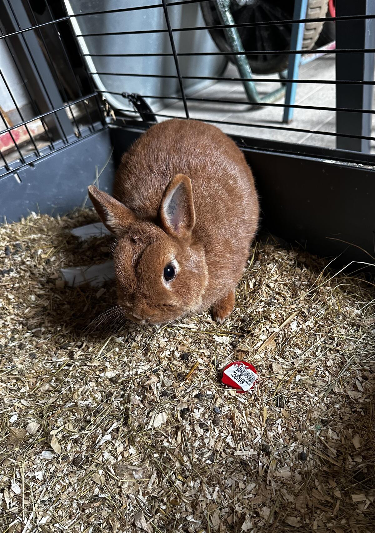 Häsin sucht ein neues Zuhause 2