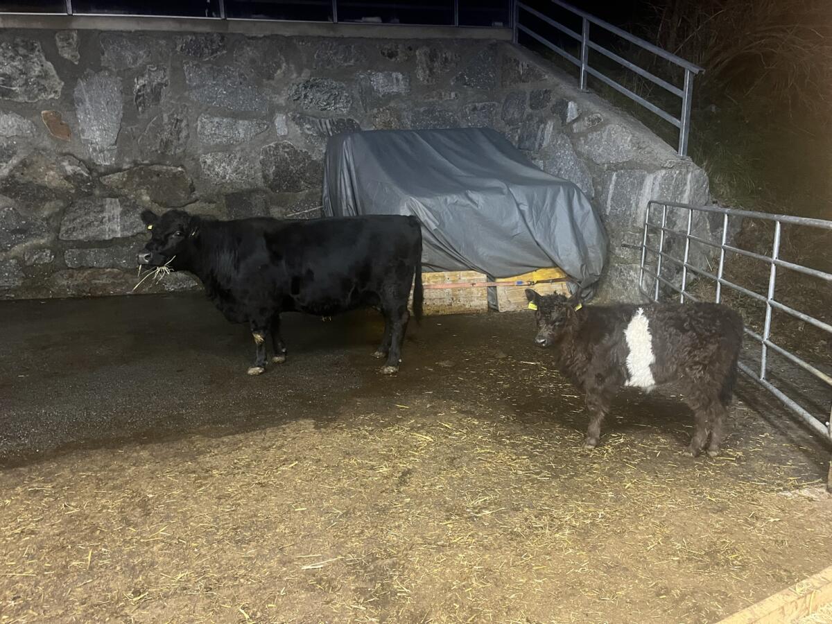 Galloway Kuh mit Kalb 2