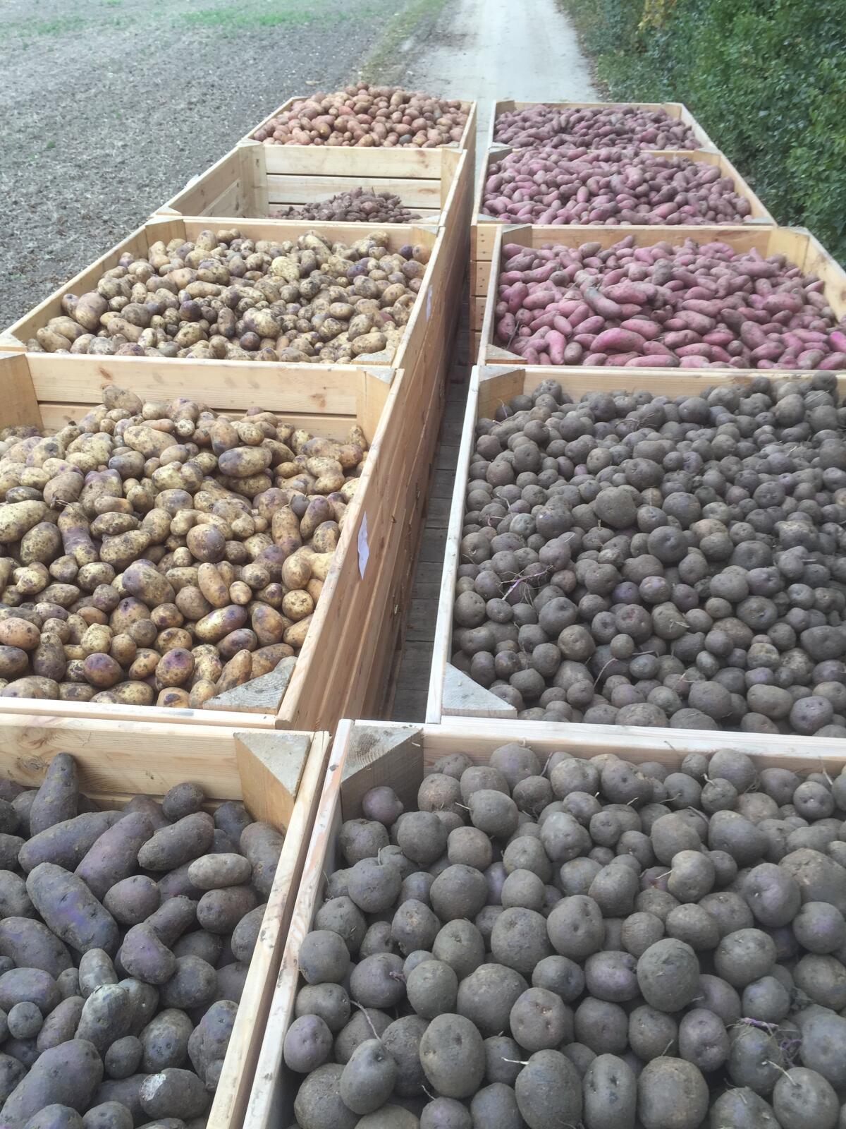 Bio Erdäpfel Kartoffel und konventionelle Erdäpfel Kartoffel 2