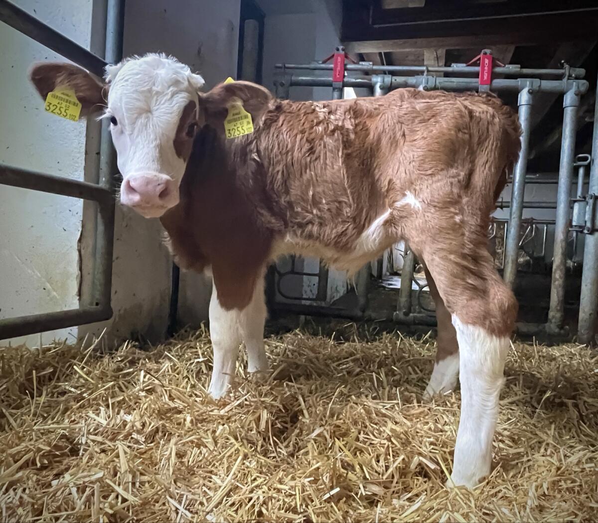 Bio FV Stierkälber (gen. hornlos) 3