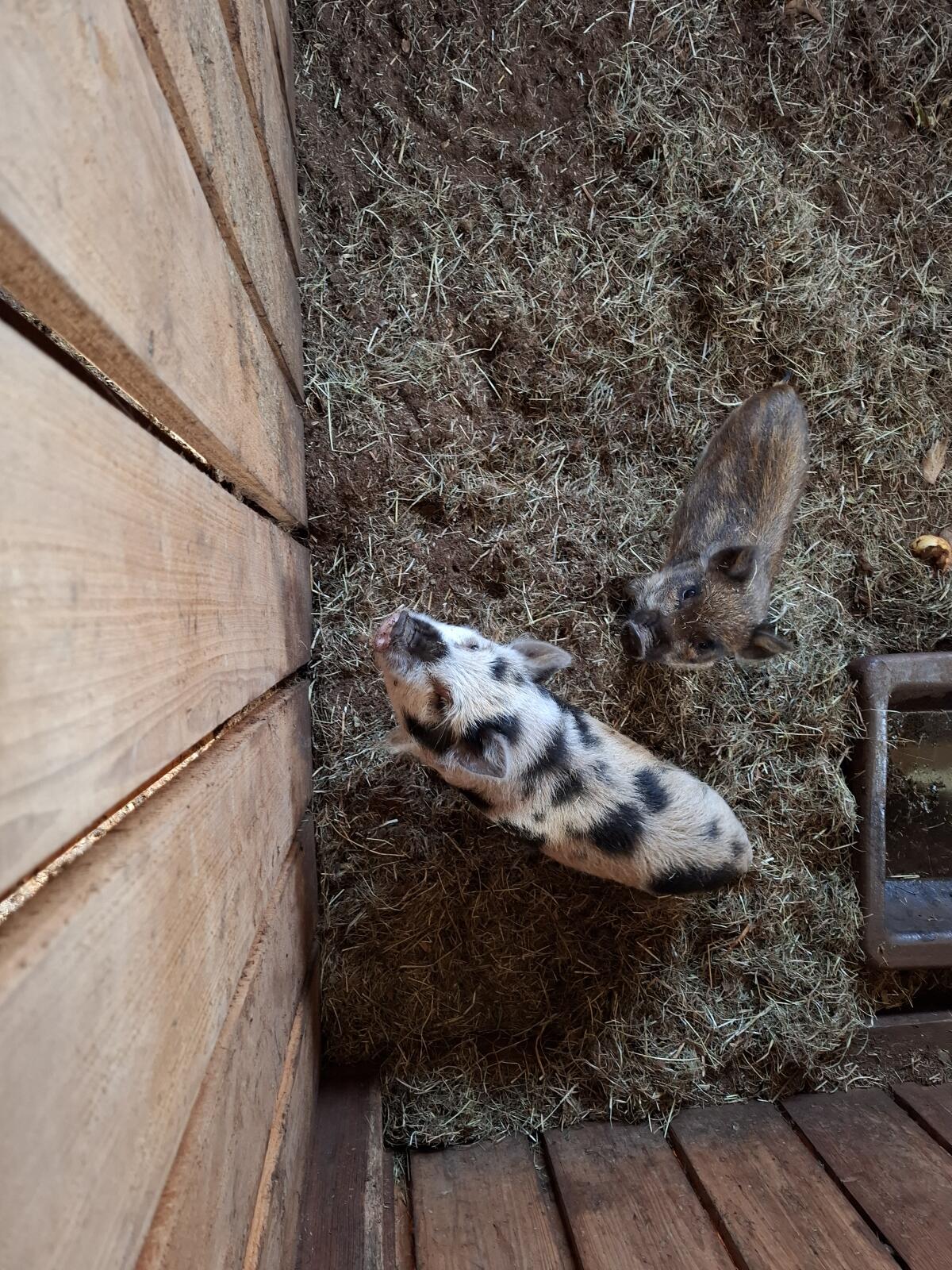 Minikunekune 2