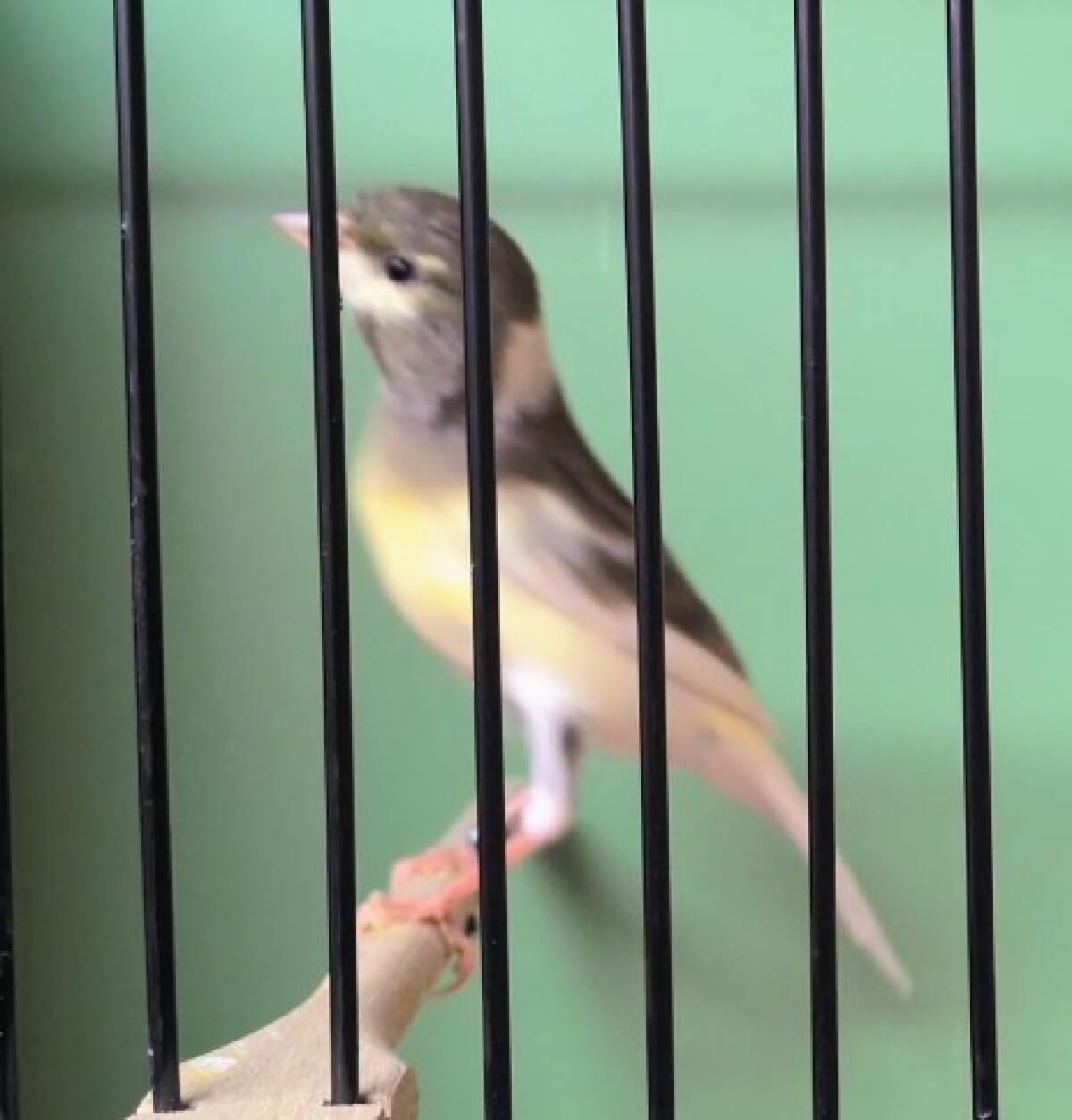 Kanarienvögel Raza Espanola 1