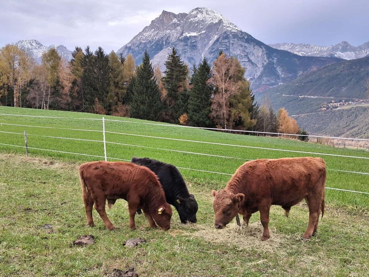 Dexterstier mit Herdbuch 3