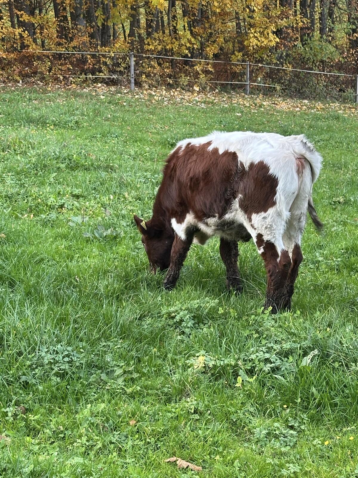 Reinrassiges Pinzgauer Kalb weiblich 2