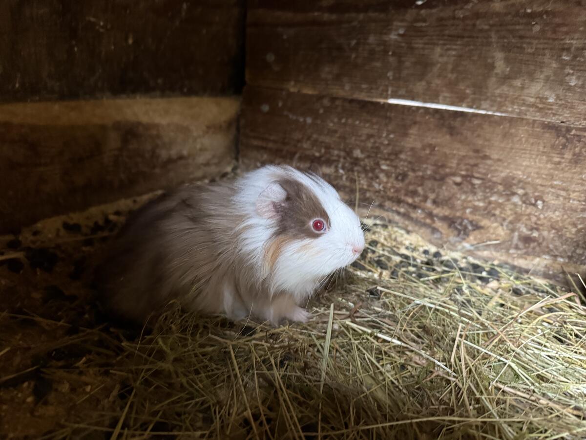 Meerschweinchen abzugeben 2