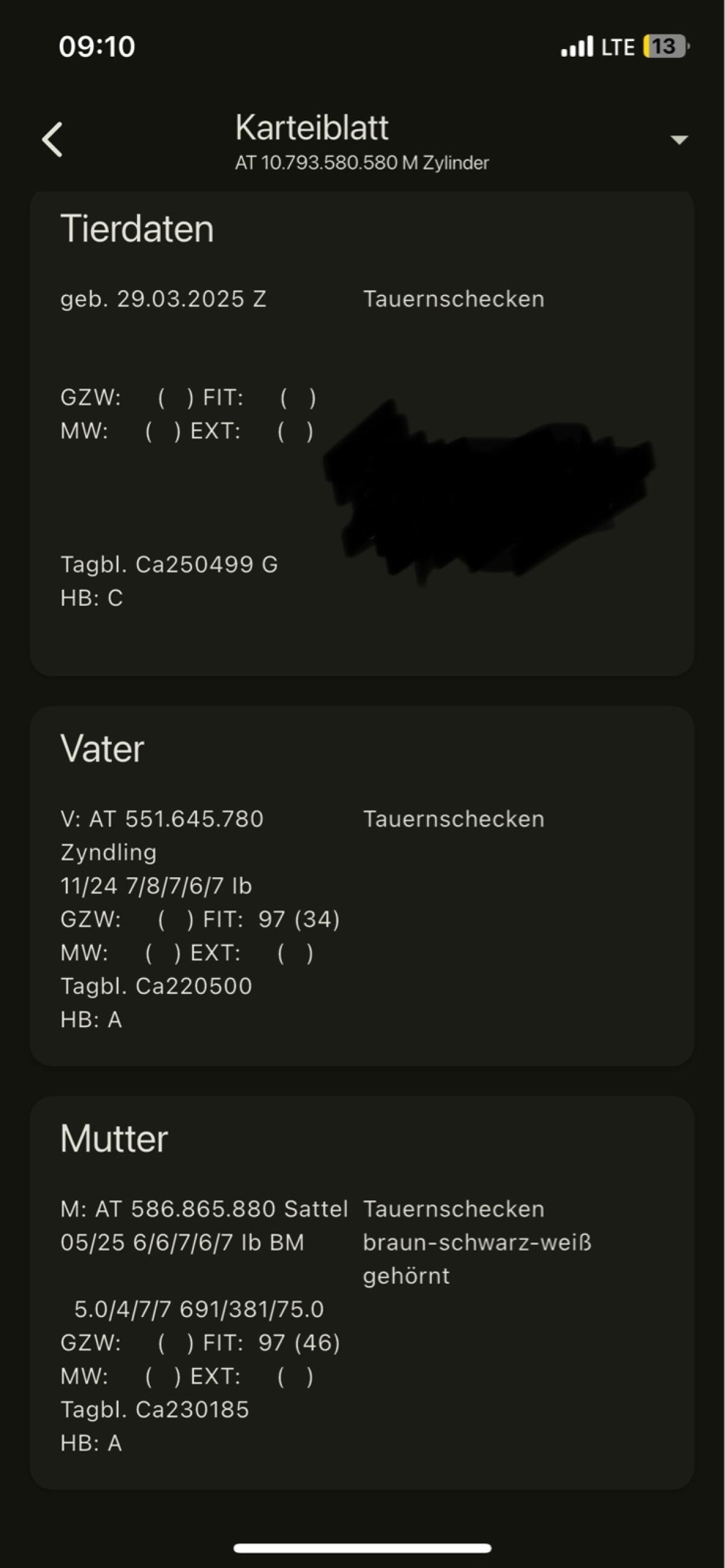 HB-fähiger Tauernschecken Kitzbock 2