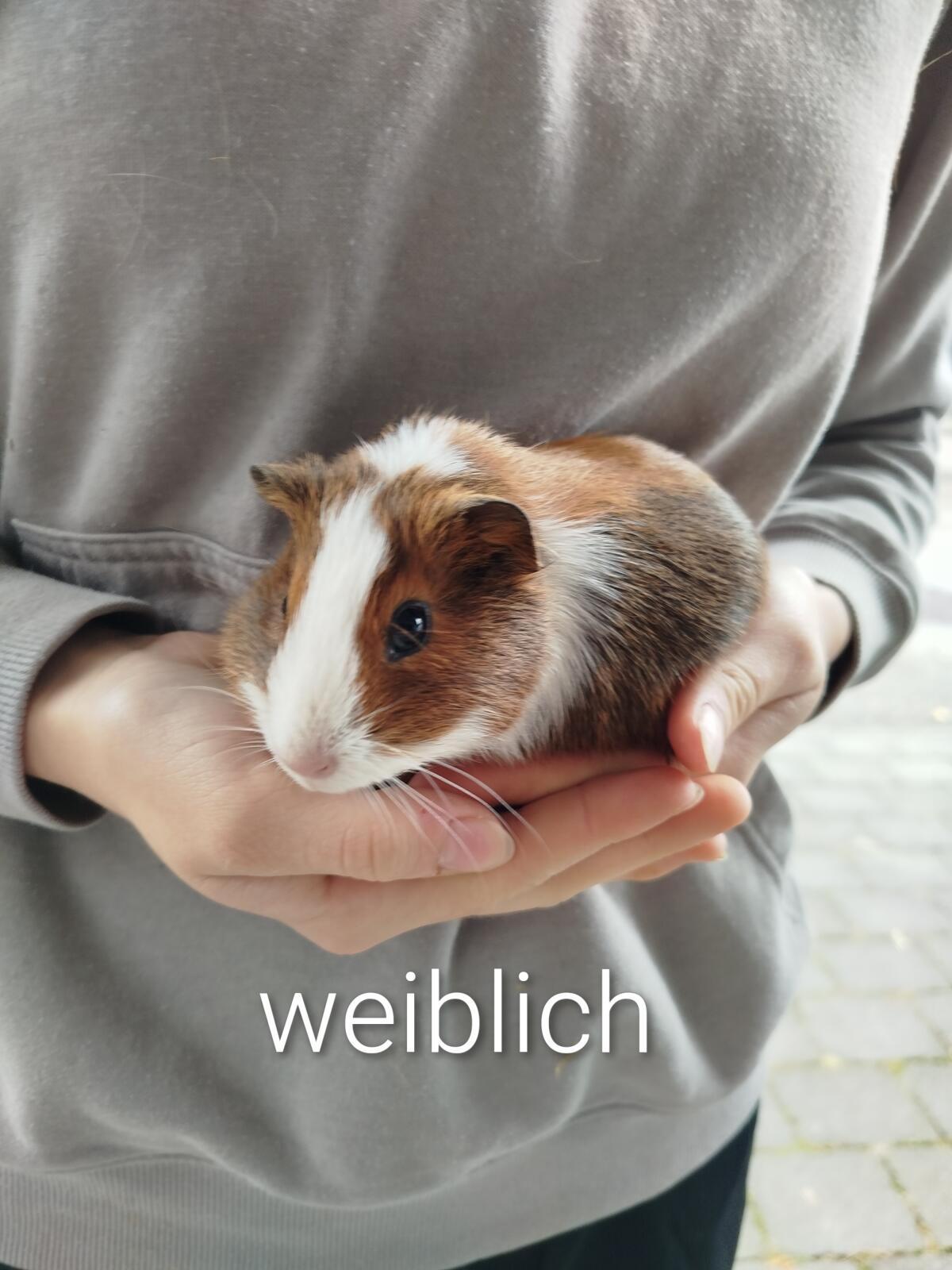 Zwergkaninchen und Meerschweinchen 1