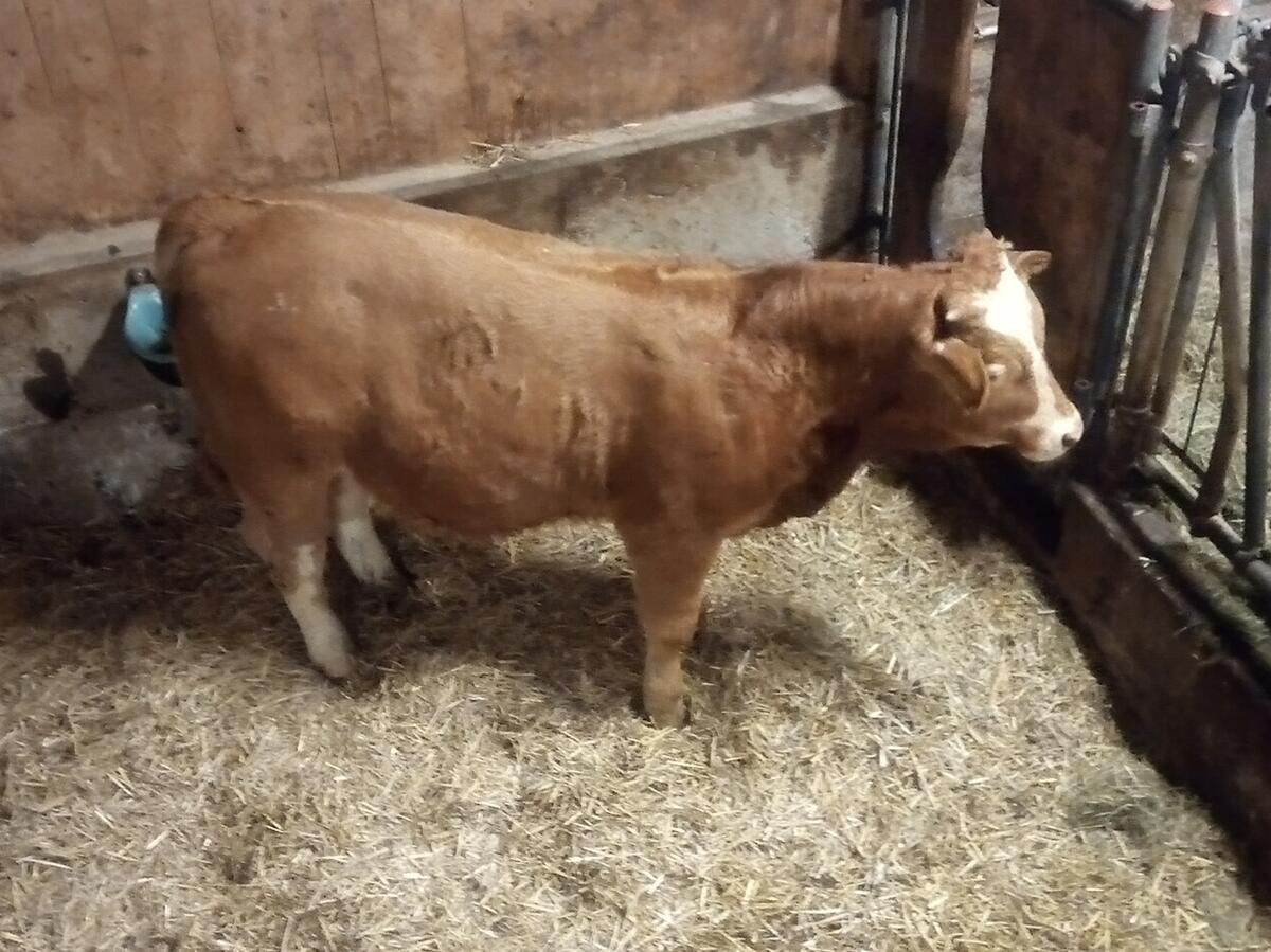 Einsteller männlich 3