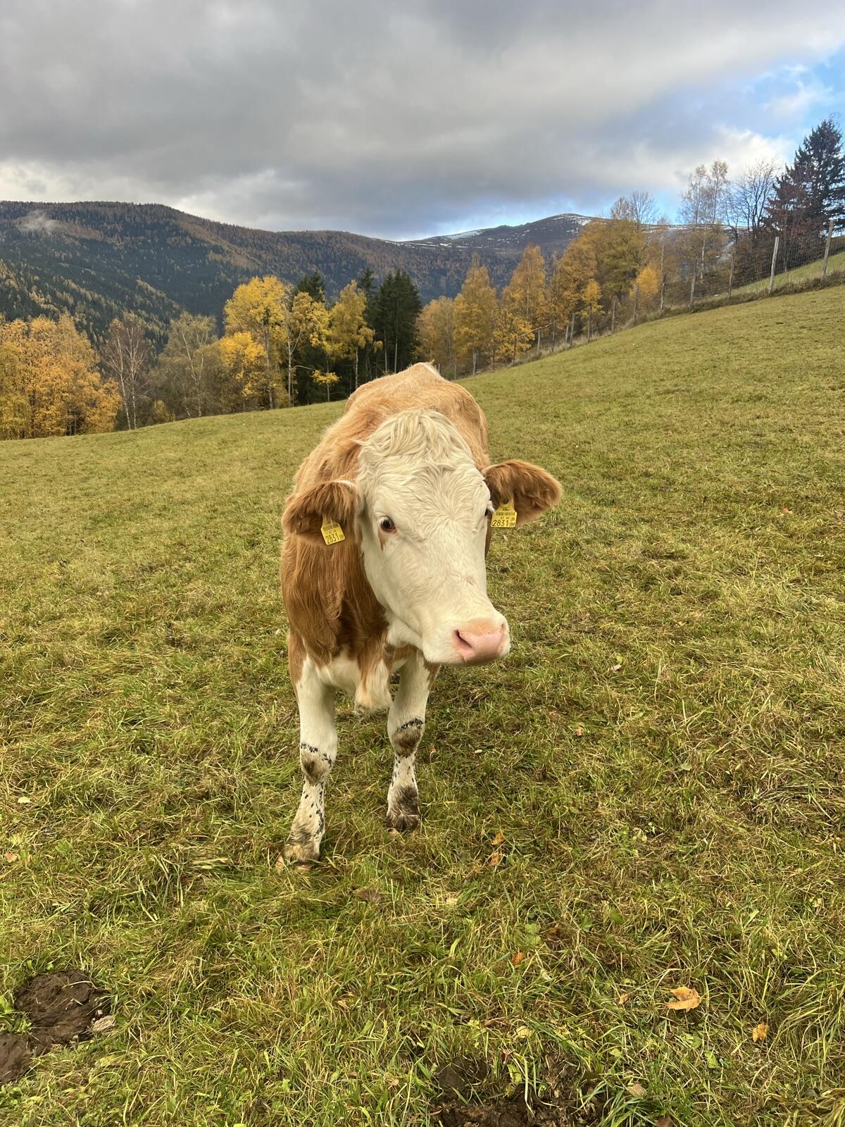 Zuchtkalbinnen, Kalbinnen, Fleckvieh 2
