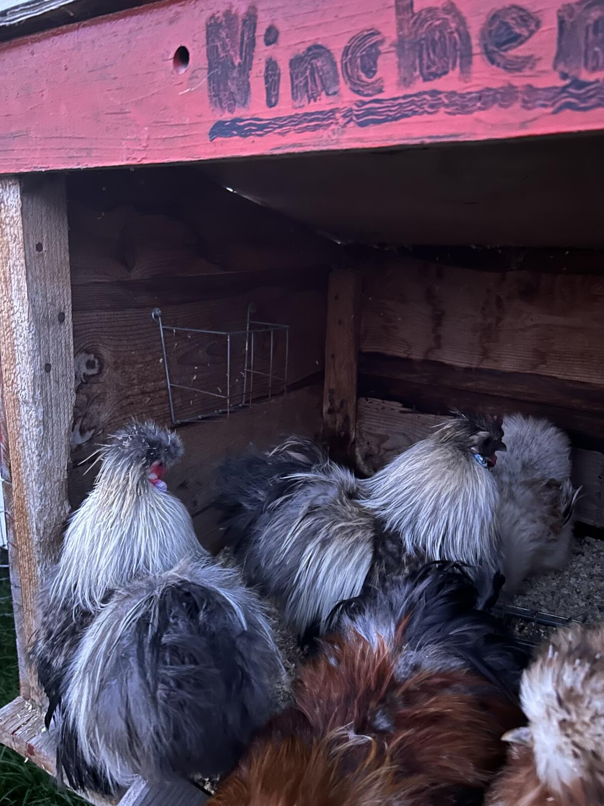 Zwergseidenhähne abzugeben 3