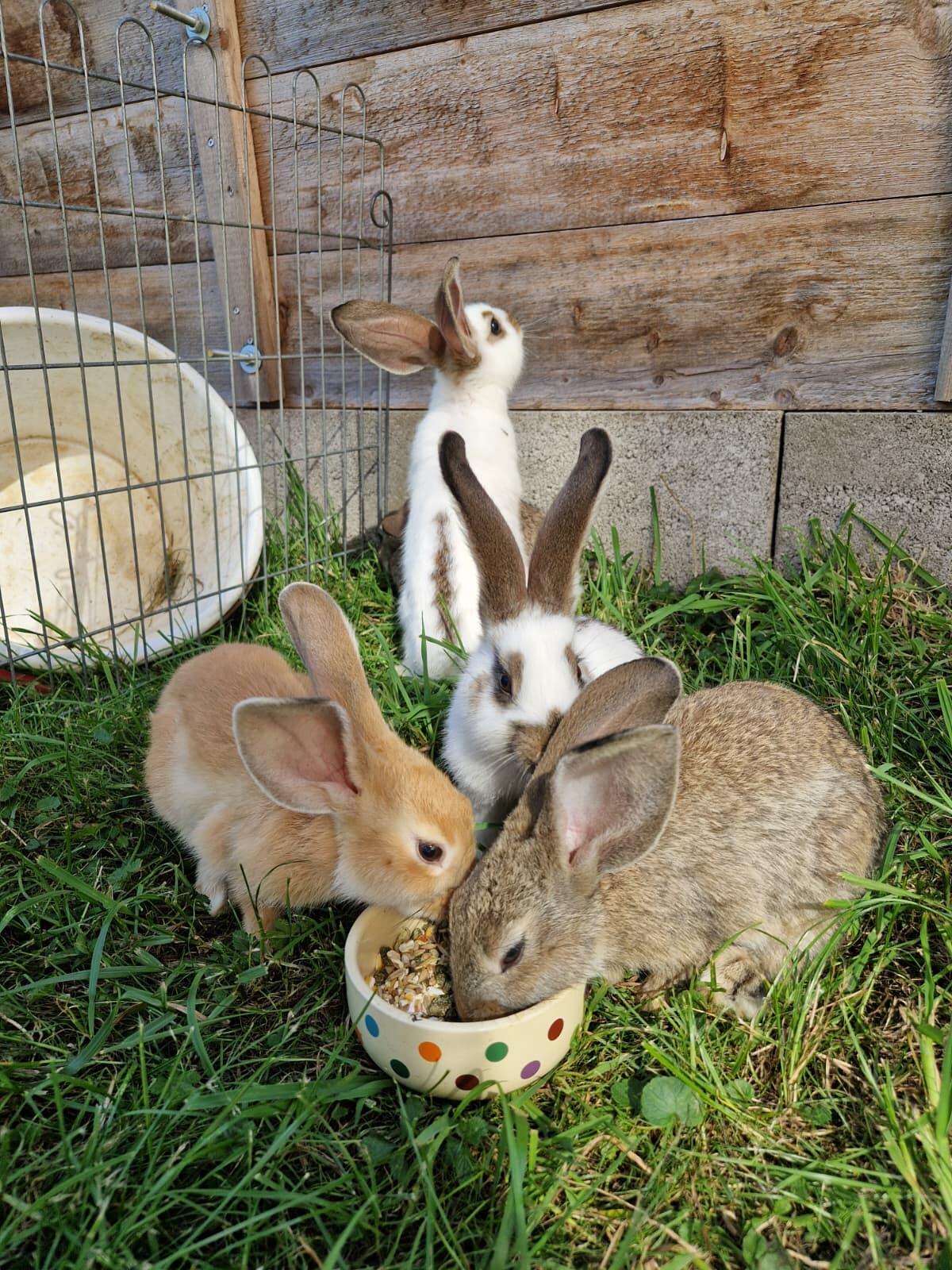 Kaninchen abzugeben 3