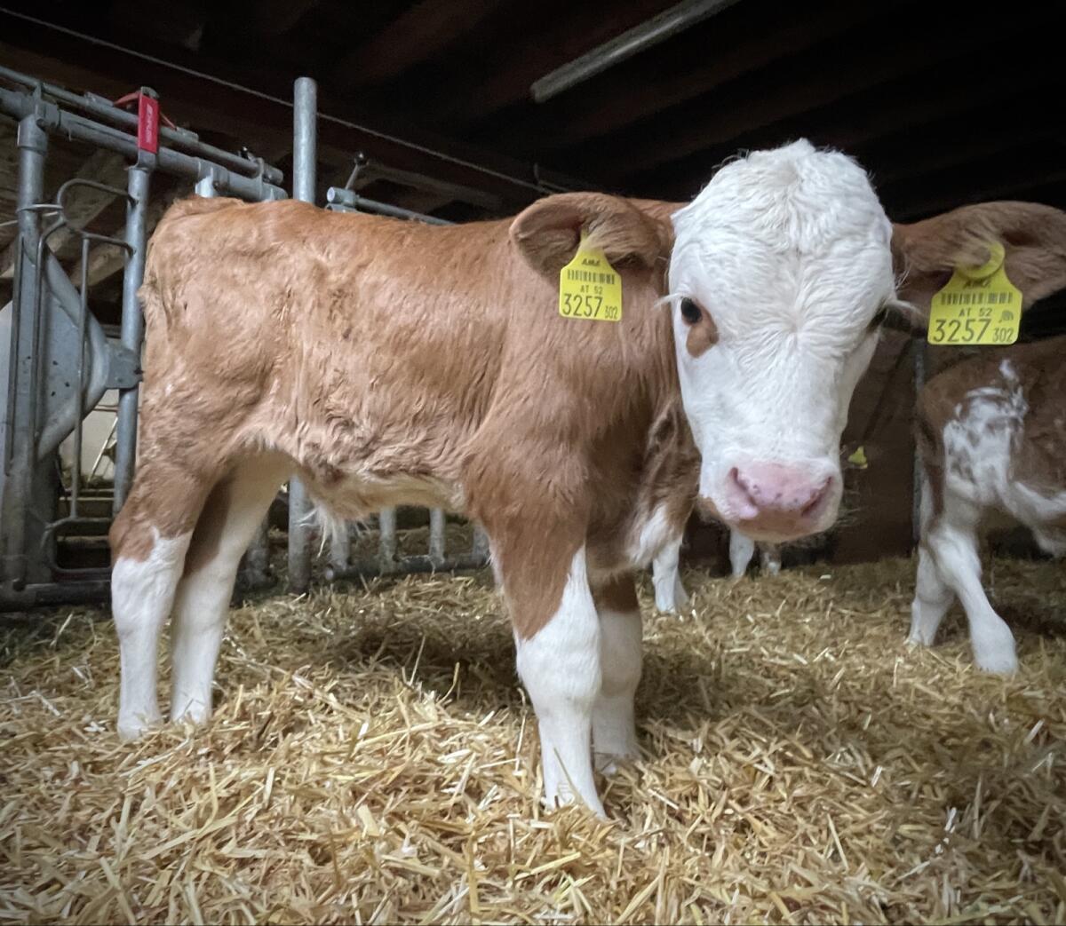 Bio FV Stierkälber (gen. hornlos) 1