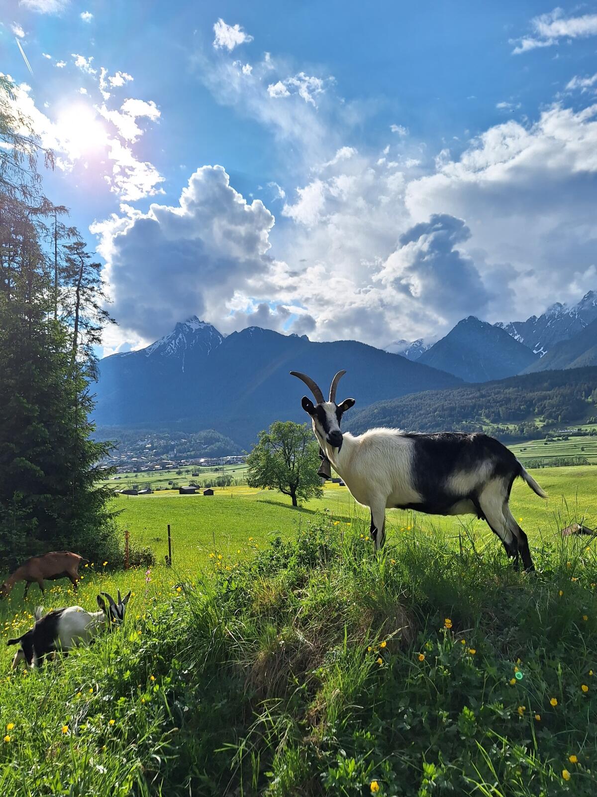 Pfauenziege zu verkaufen 2