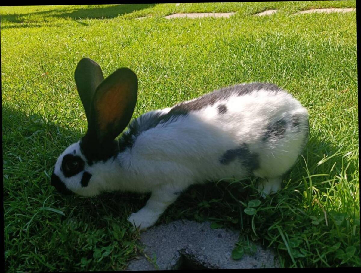 Deutsche Riesenschecken 3