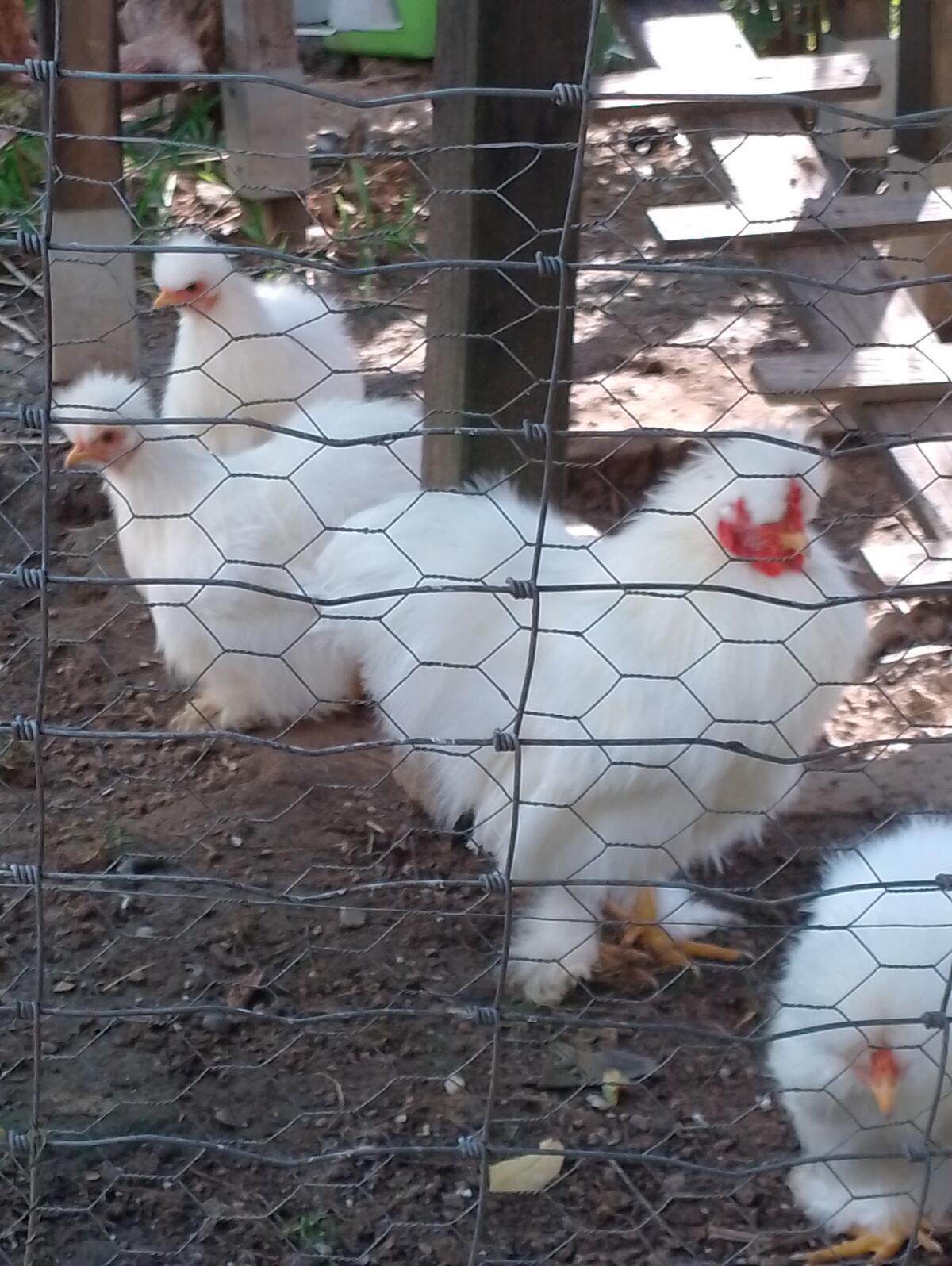 Zwergseidenhahn, siamesischer 2