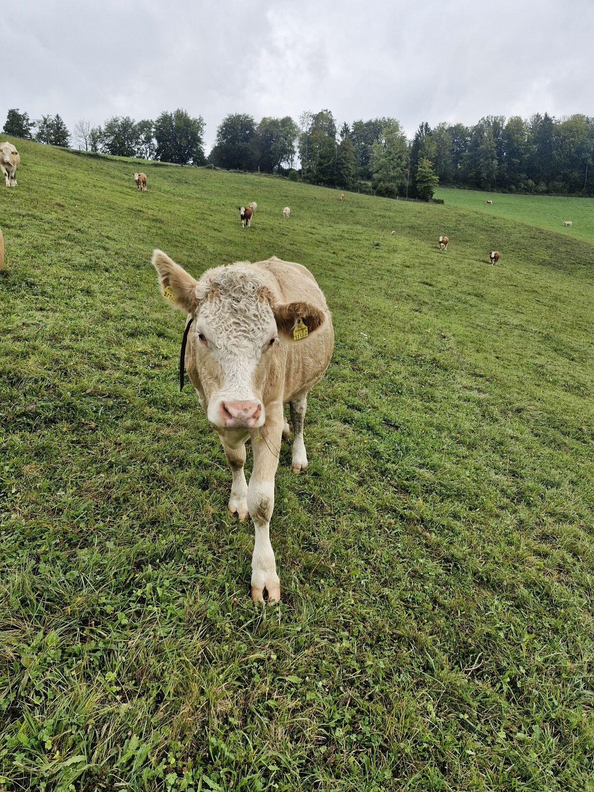 Trächtige Bio Kalbin 2