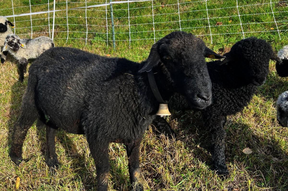 Verkaufe Schaf mit Jungen 1