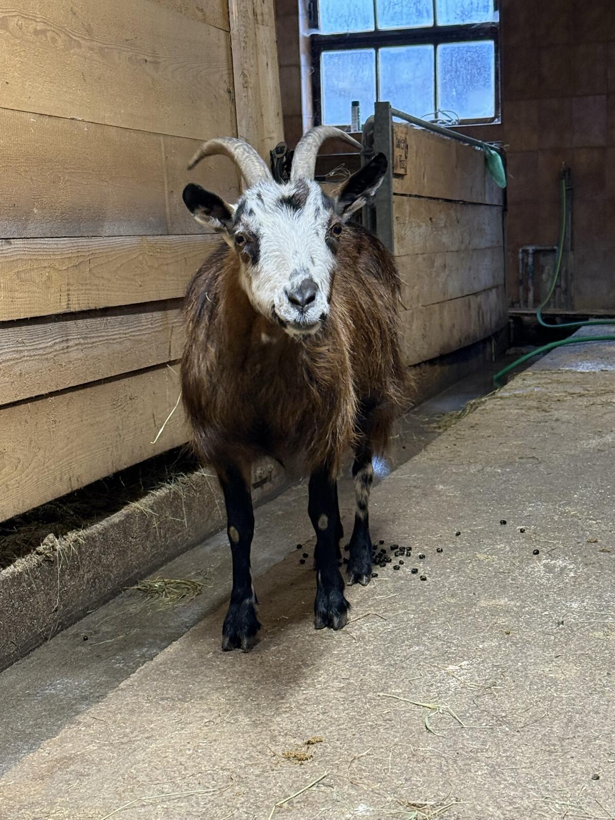 Ziege abzugeben 1