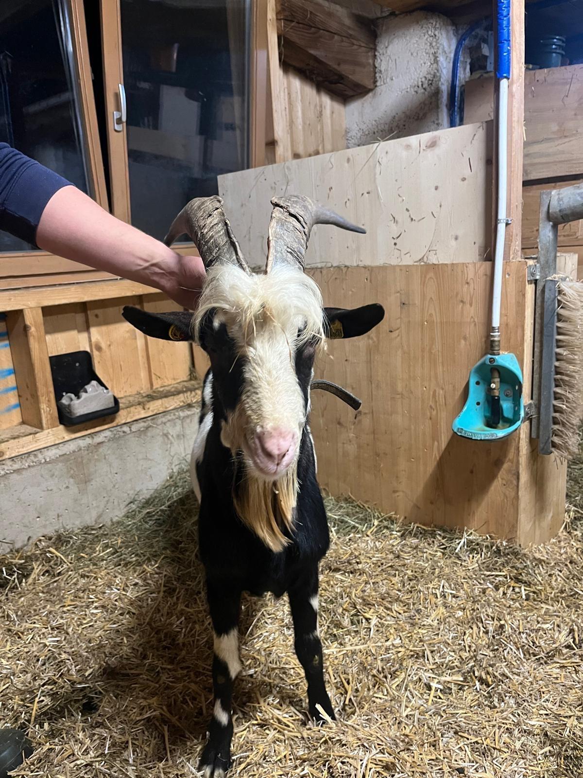 Tauernscheckenbock 3