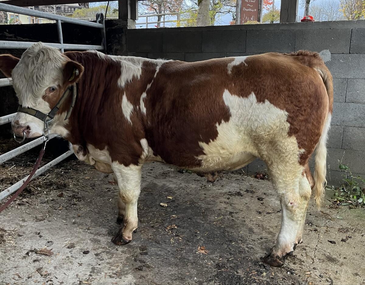 Fleckvieh Fleisch Zuchtstiere 2