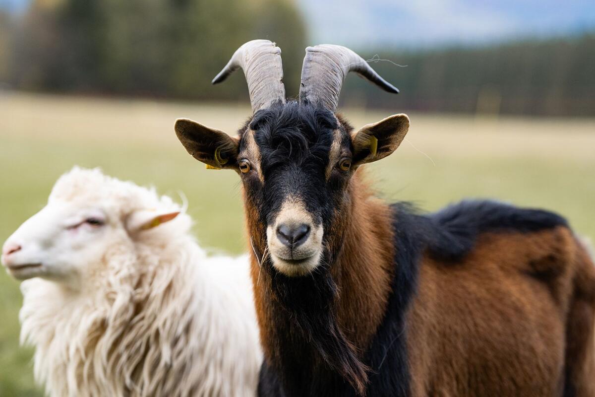 Schöne Ziegenböcke zu verkaufen 1