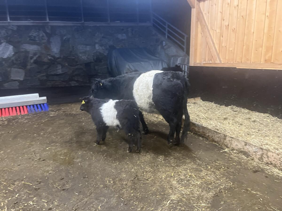 Galloway Kühe mit Nachzucht 3