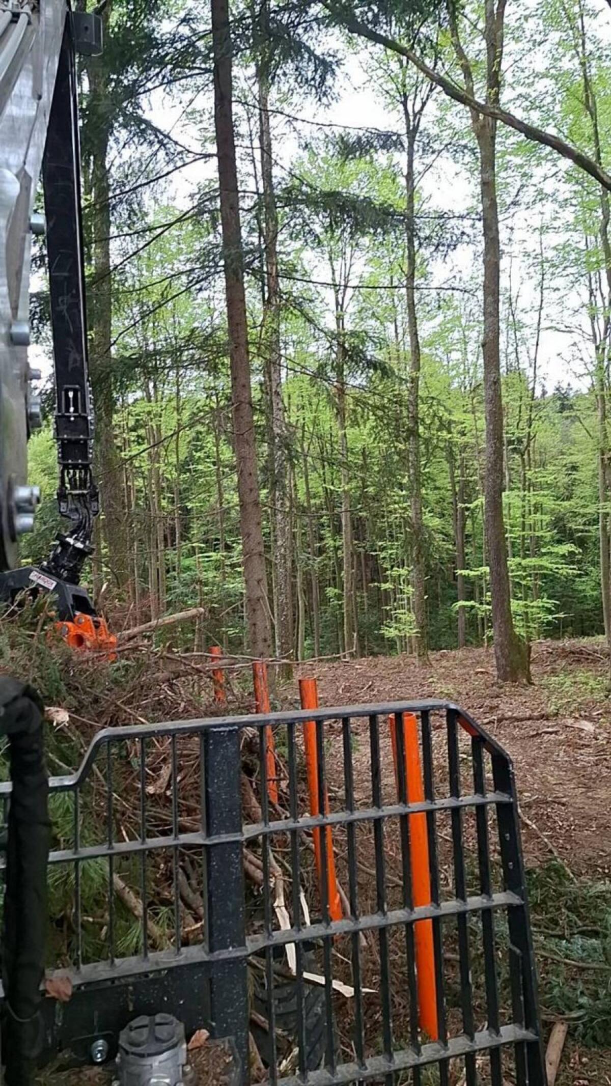Holzschlägerungen 1