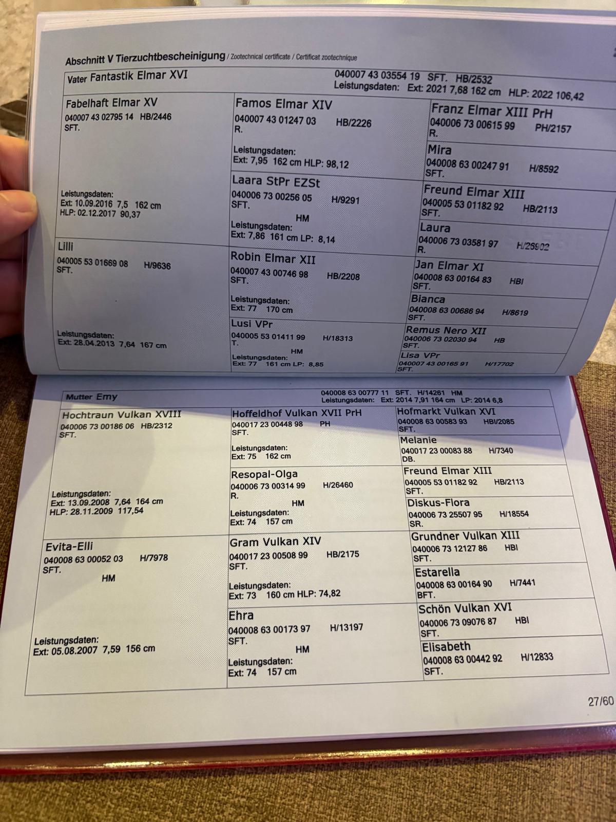 Noriker-Stutenfohlen 3