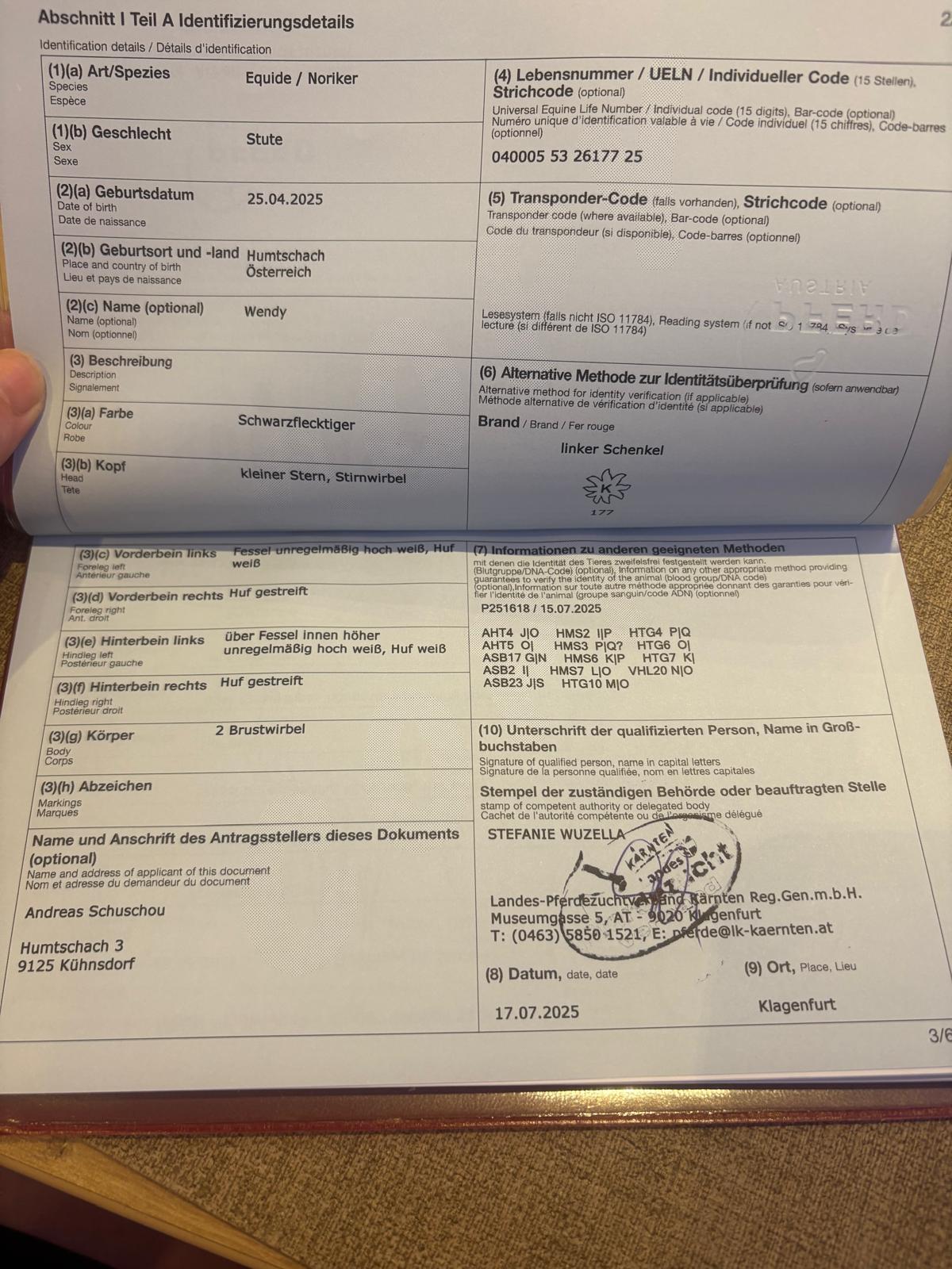 Verkaufe Noriker-Stutenfohlen 3